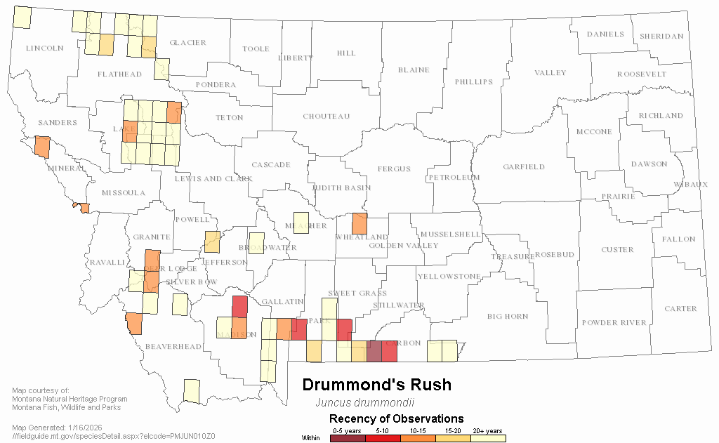 Drummond's Rush Montana Field Guide