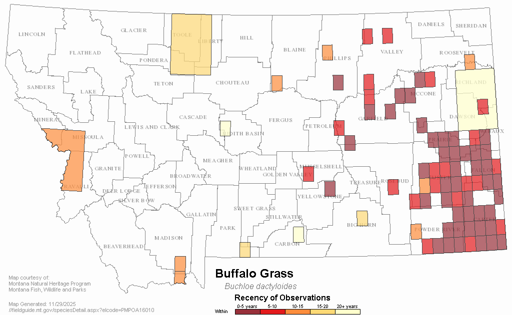 Buffalo Grass Montana Field Guide