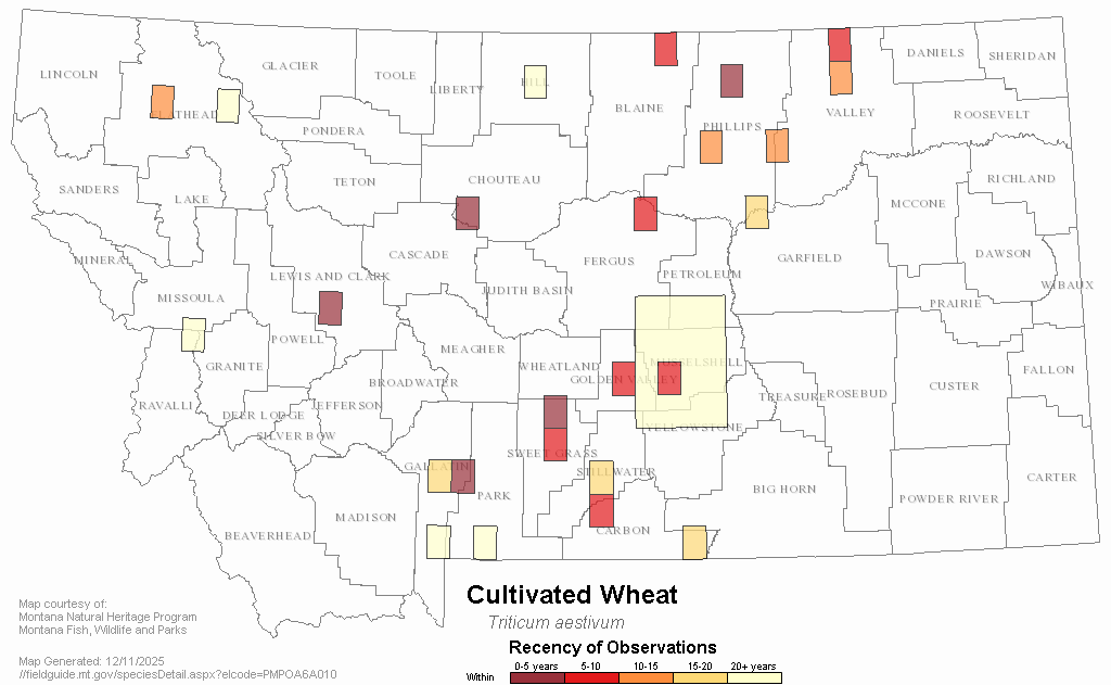 Cultivated Wheat Montana Field Guide