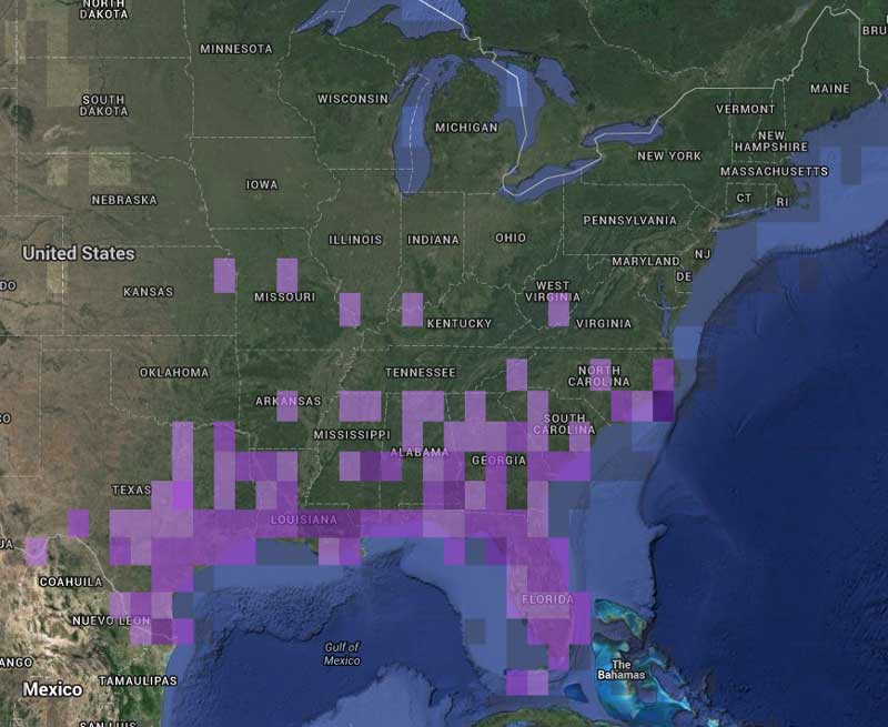 One hummingbird species, two maps – Sheri L. Williamson