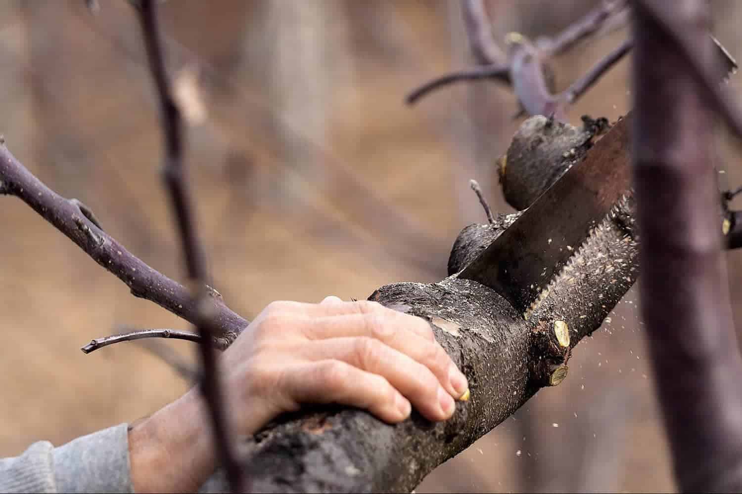 How to Winterize Trees in Denver, CO and the Front Range