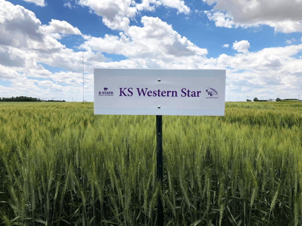Image KS Western Star wheat growing in the field.