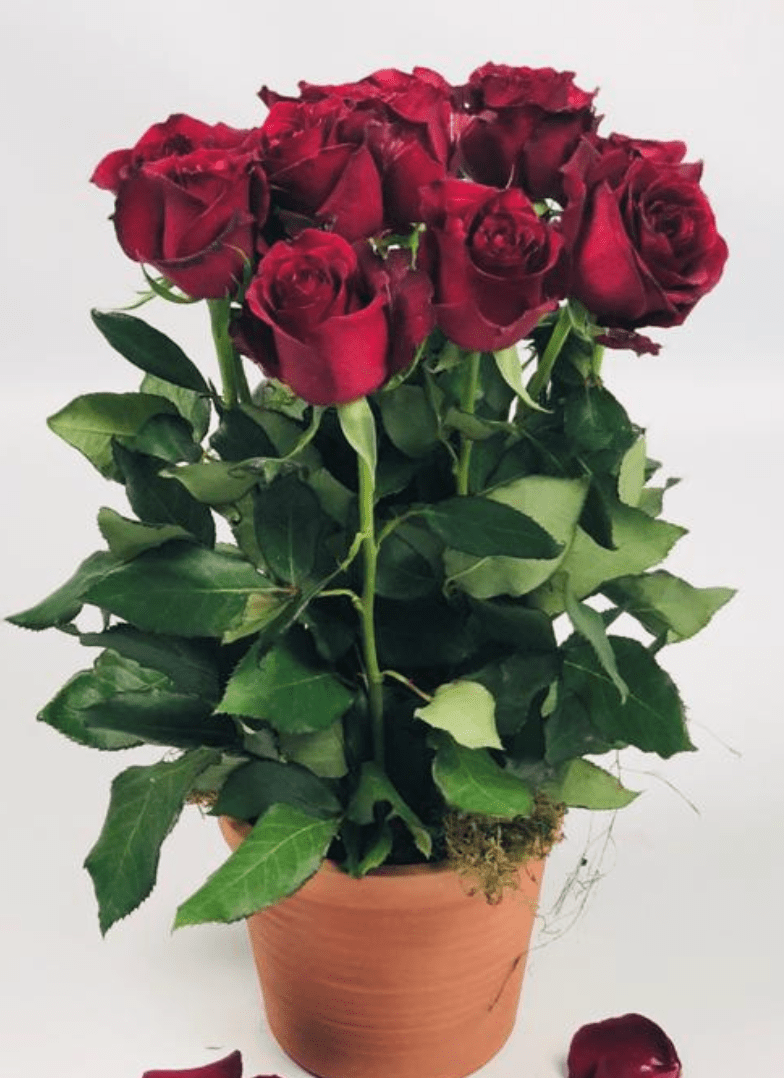 French Style Red Roses Fields of Colour Online Flower Shop