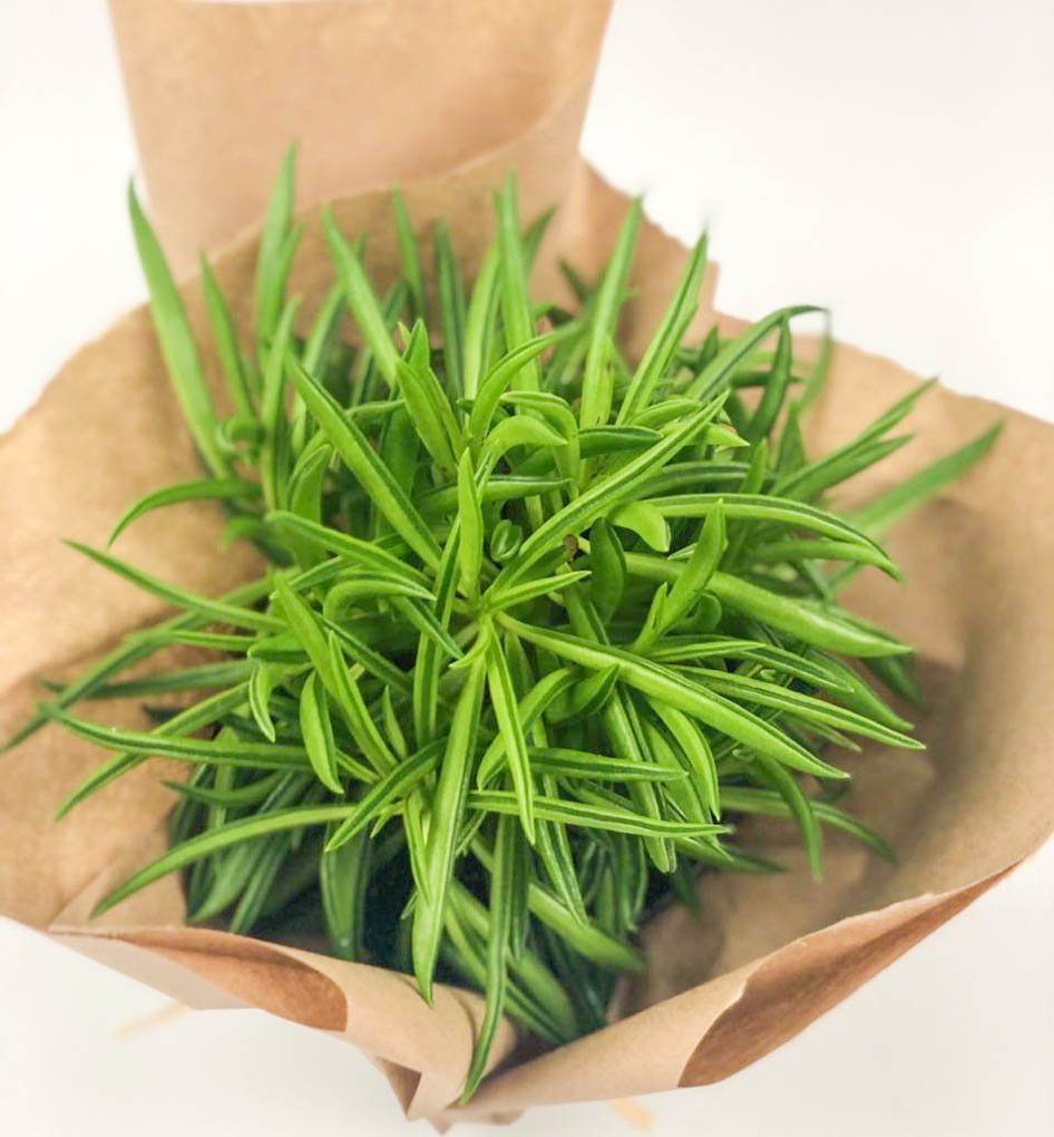 Happy Bean Plant Fields of Colour Online Flower Shop