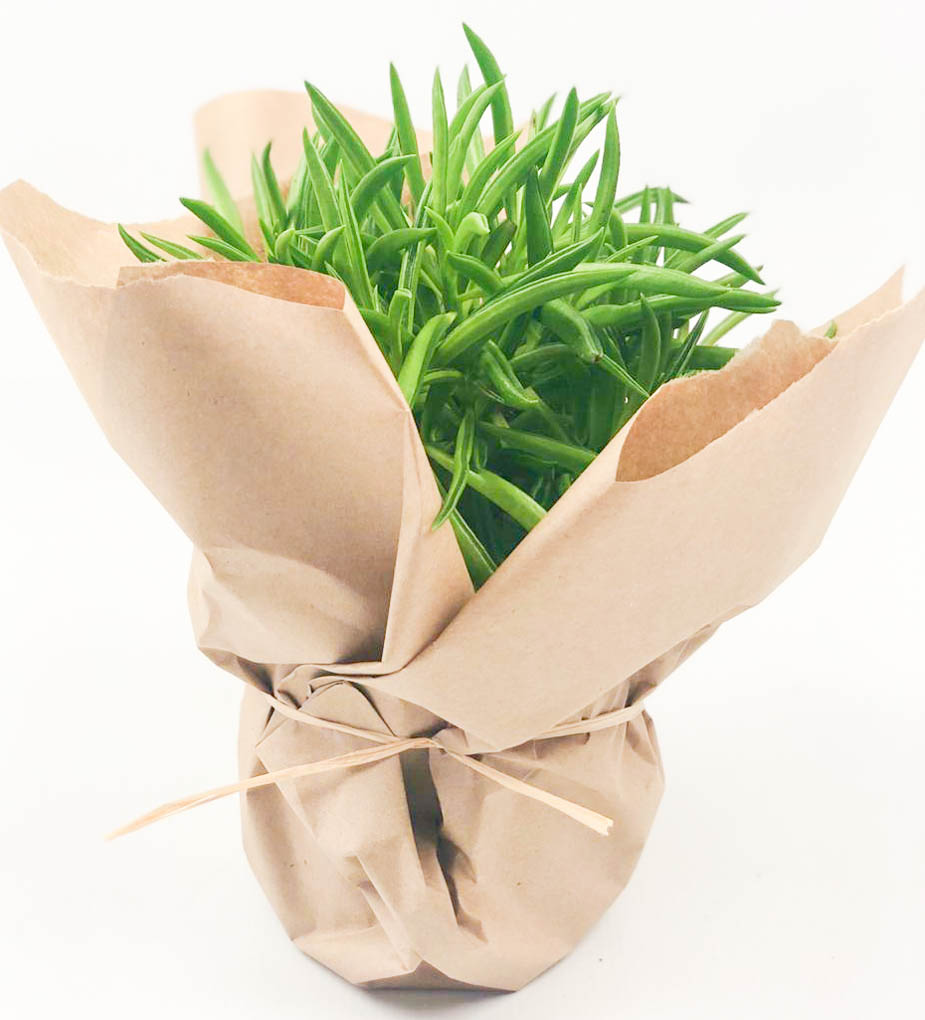 Happy Bean Plant Fields of Colour Online Flower Shop