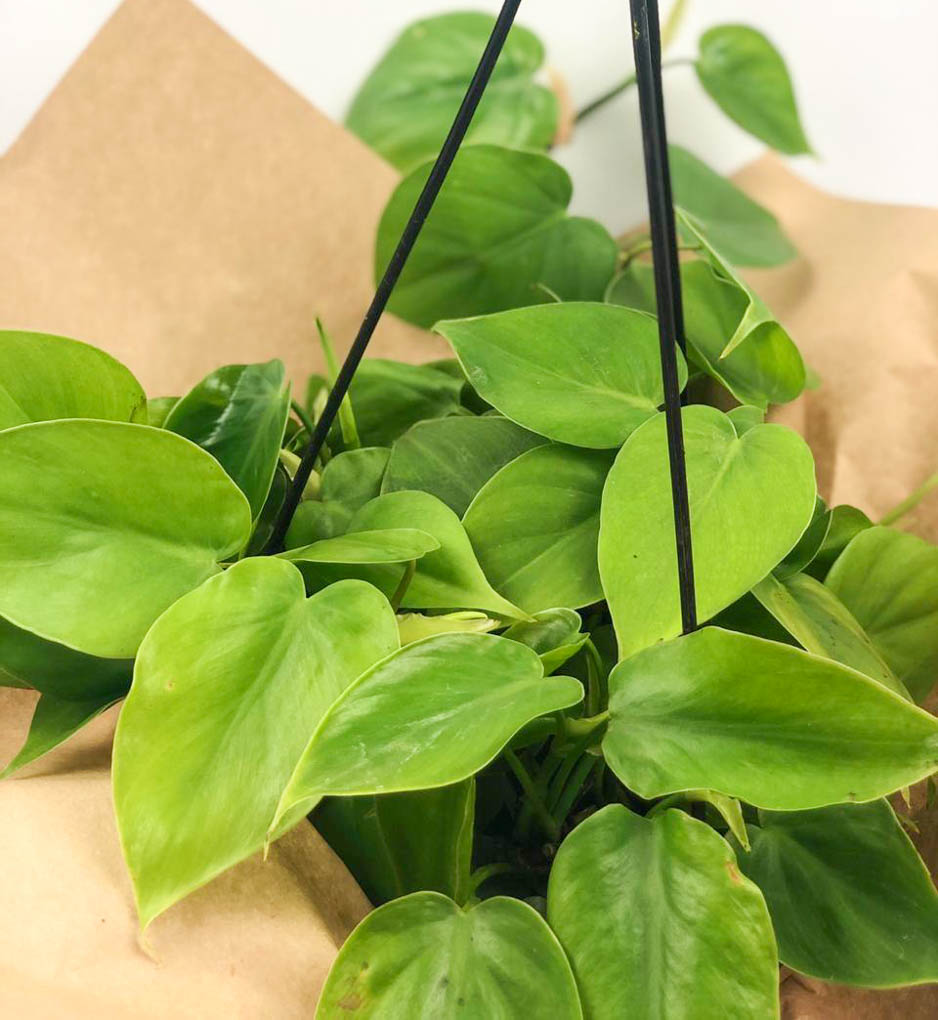 Heart Leaf Philodendron Fields of Colour Online Flower Shop