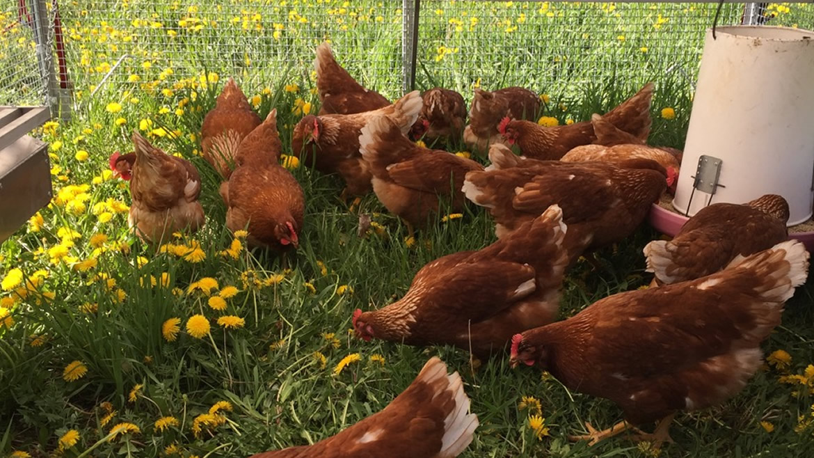 Freerange/Pastureraised Chicken Field Sparrow Farms Bobcaygeon I