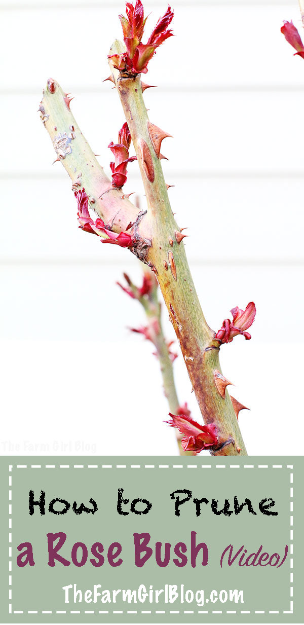 How to Prune a Rose Bush in 5 Easy Steps (BeginnerFriendly)