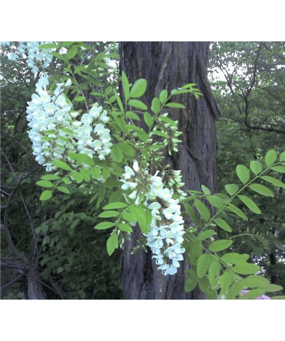 Black Locust A Field Guide To Fieldston