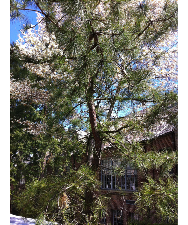 Red Pine A Field Guide To Fieldston