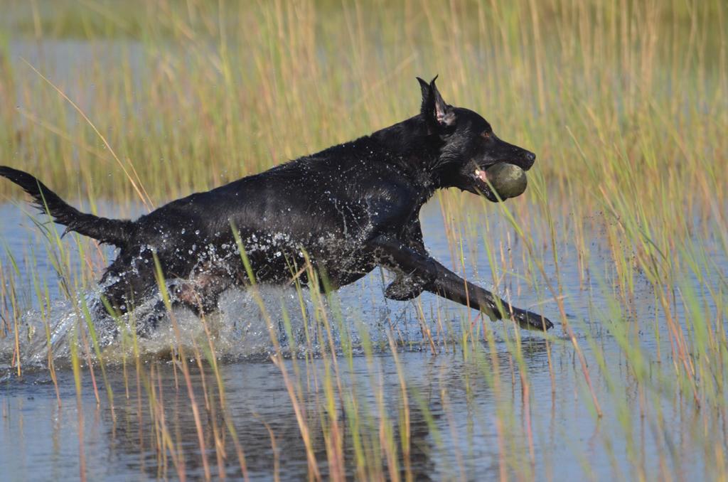 Mats Van Attelaken Fieldtrial Labradors