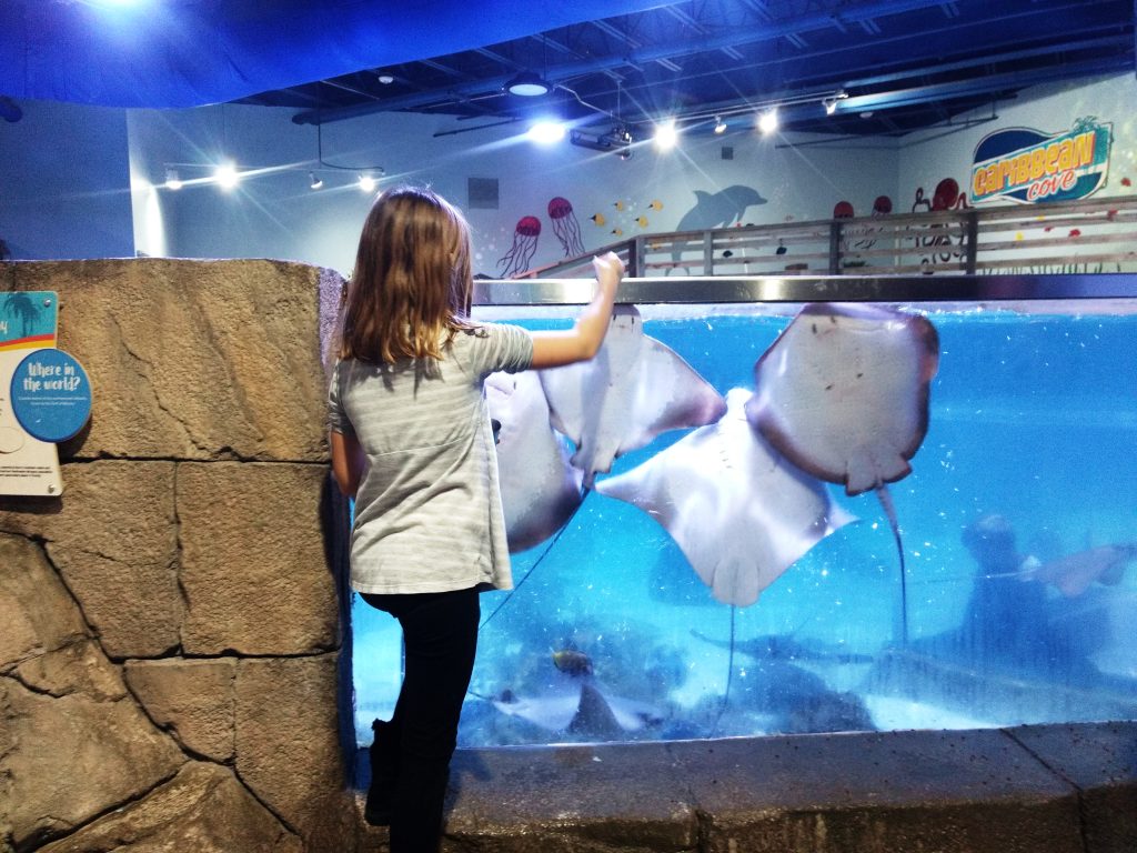 Field Trip to an Interactive Aquarium SeaQuest in Fort Worth, TX
