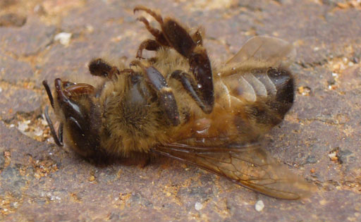 Two New Ways To Stop Killing Bees – FieldWatch