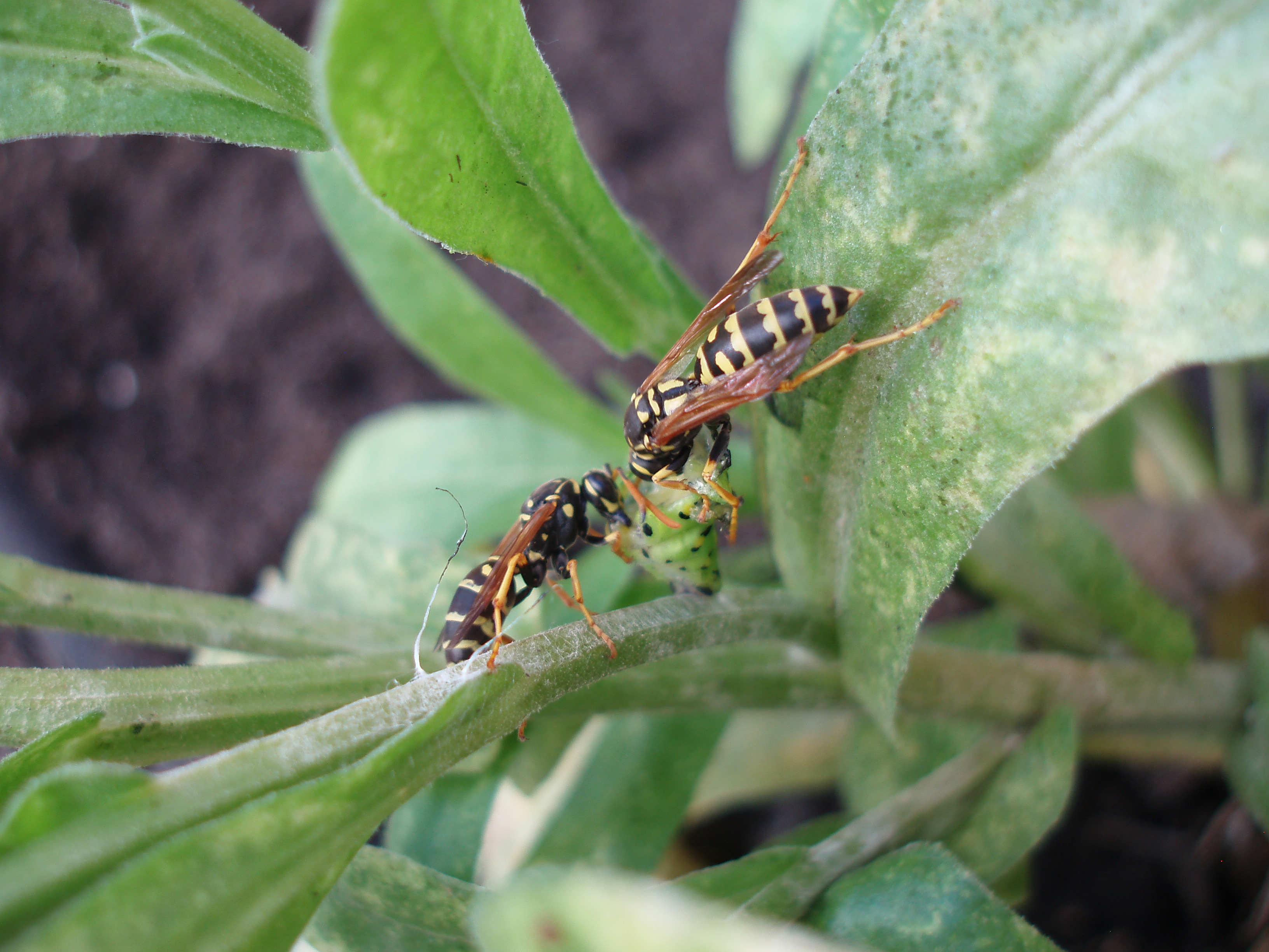 Ninjas in the Garden Fiery Skipper