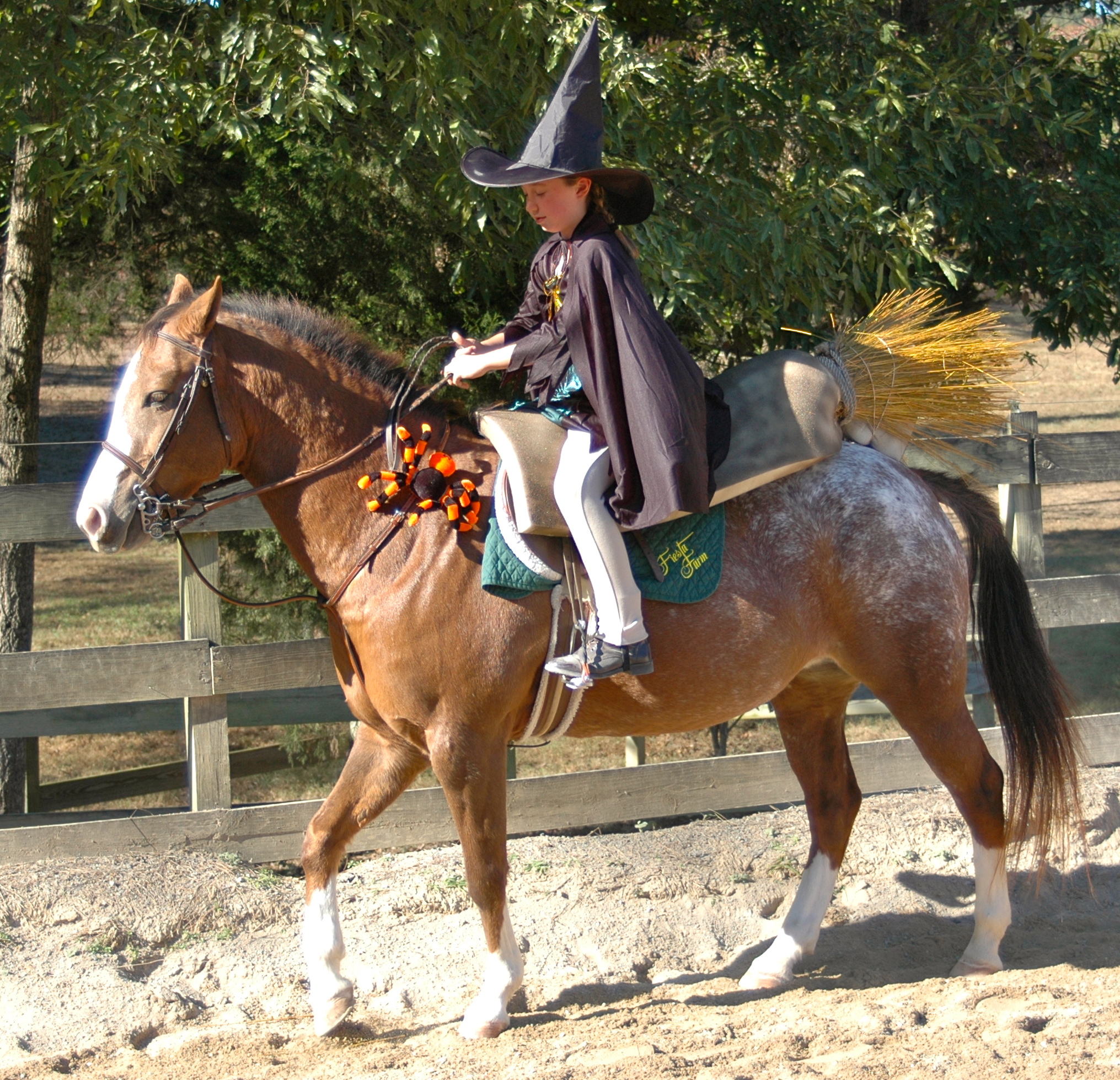 Halloween Horse Show Fiesta Farm