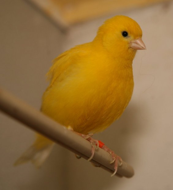 Fife Canaries Homepage by Terry Kelly