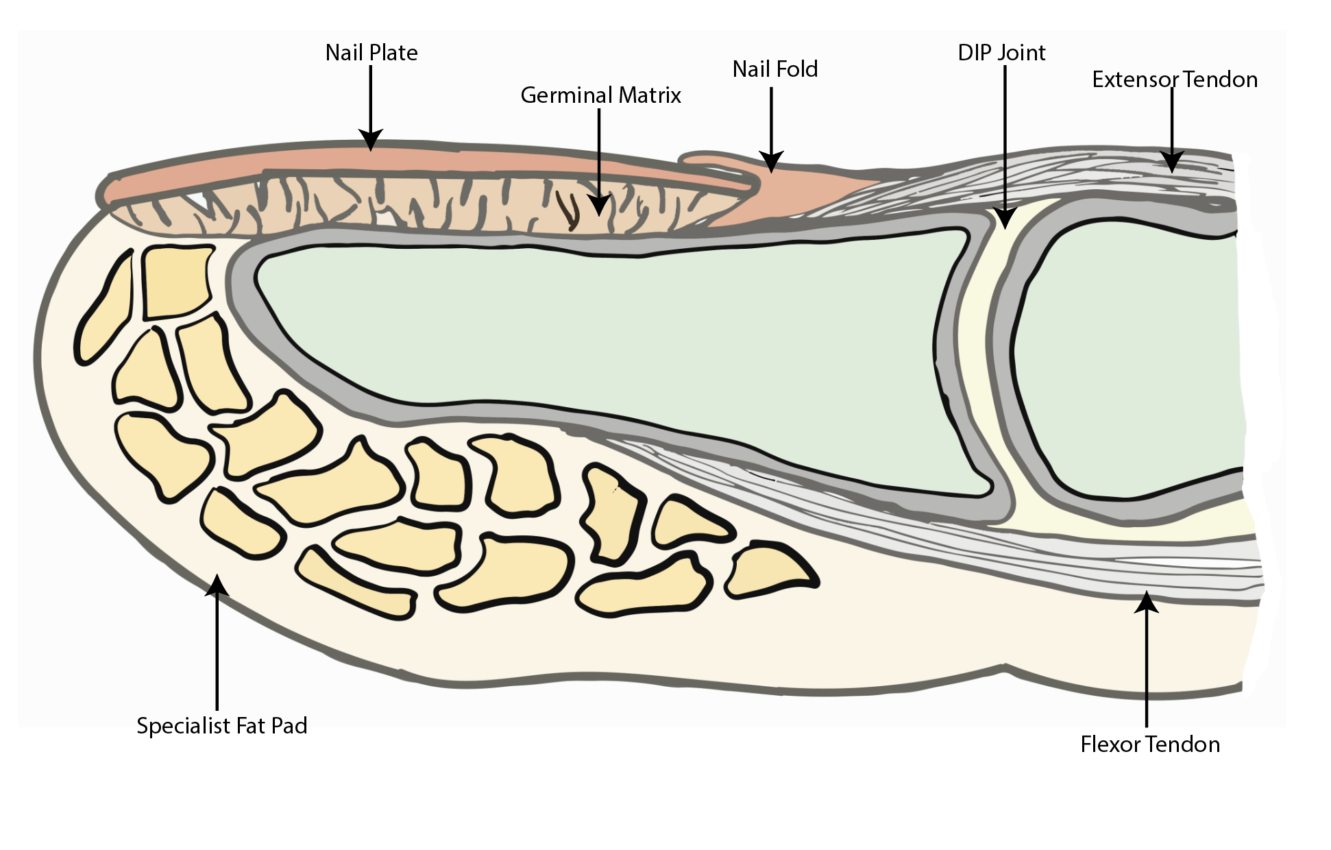 Fingertip Injuries Fife Virtual Hand Clinic
