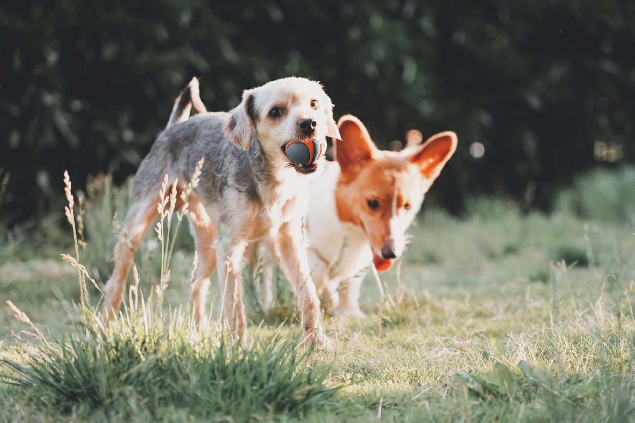Can GrainFree Dog Food Cause Hair Loss? Fifi Beaumont�s Can GrainFree Dog Food Cause Hair Loss? Fifi Beaumont�s