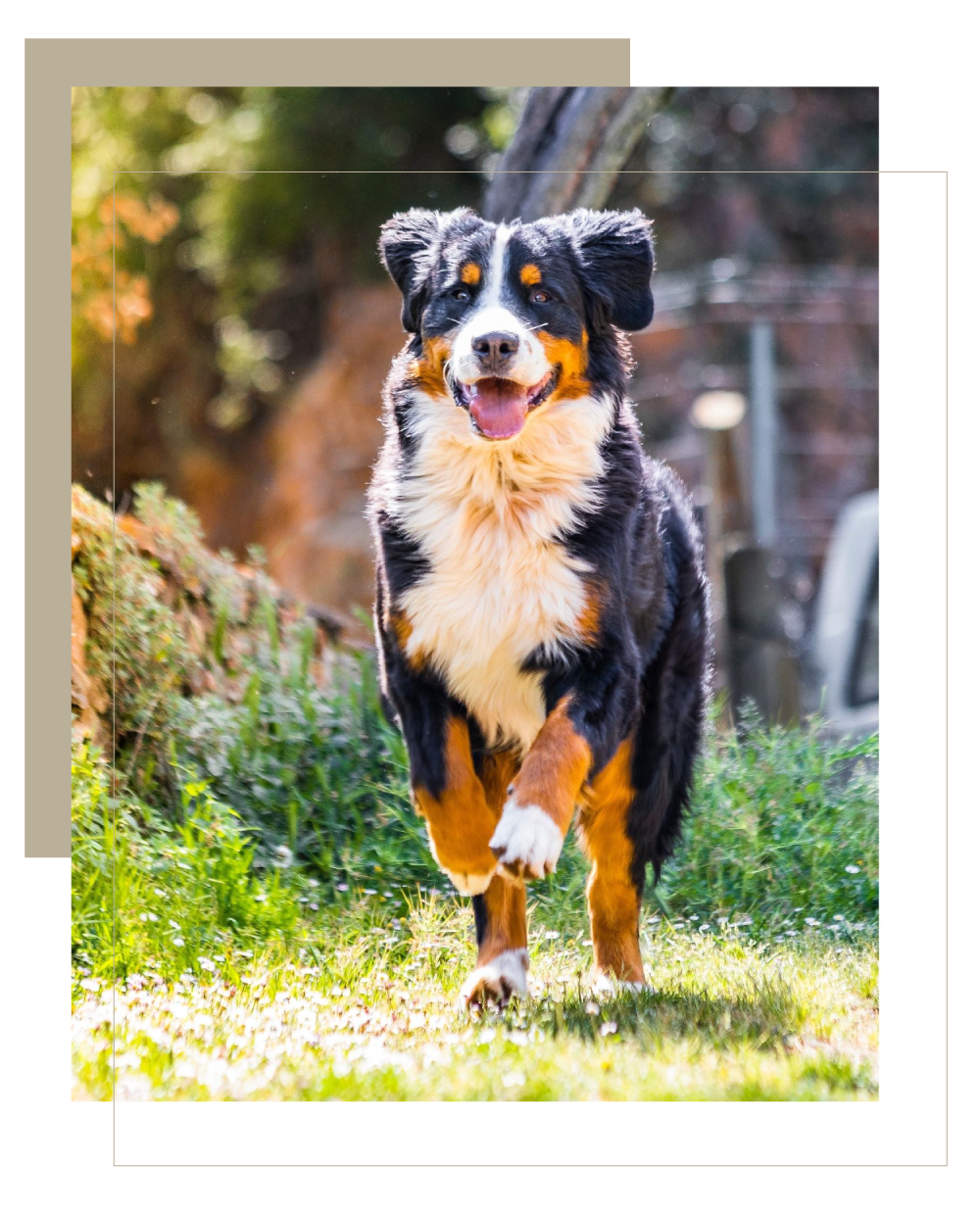 Large Breed Fifth Ave Pets