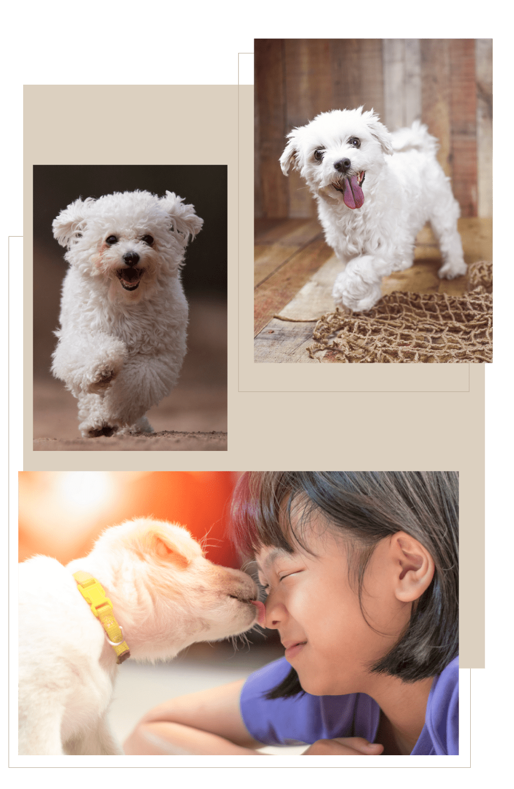 Small Breed Puppies For Sale Imported From Ethnical Breeders