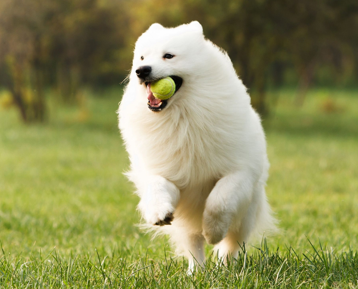 Cutest Puppies In Singapore For Sale Mix Breed Available