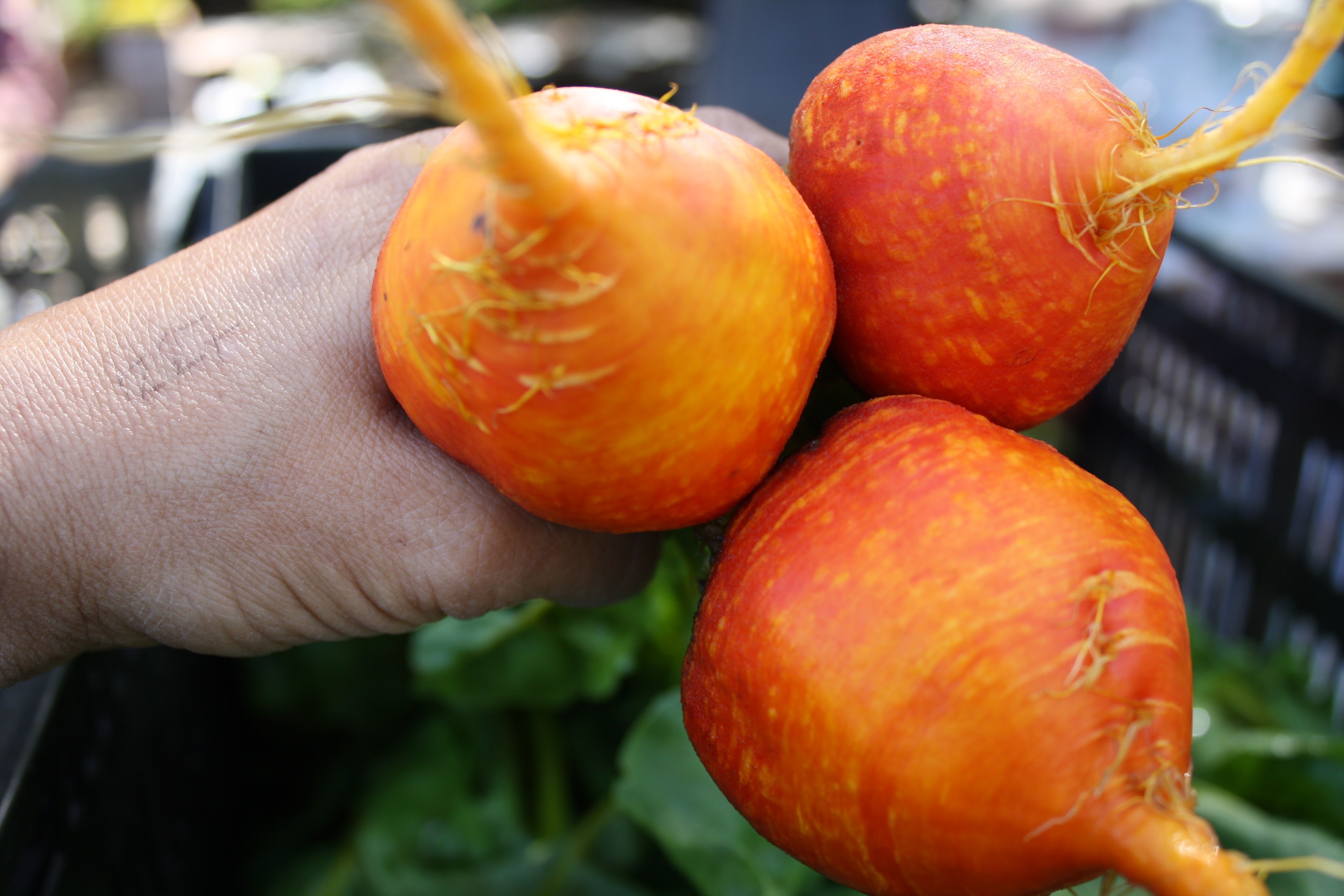 Golden Beets Fifth Crow Farm