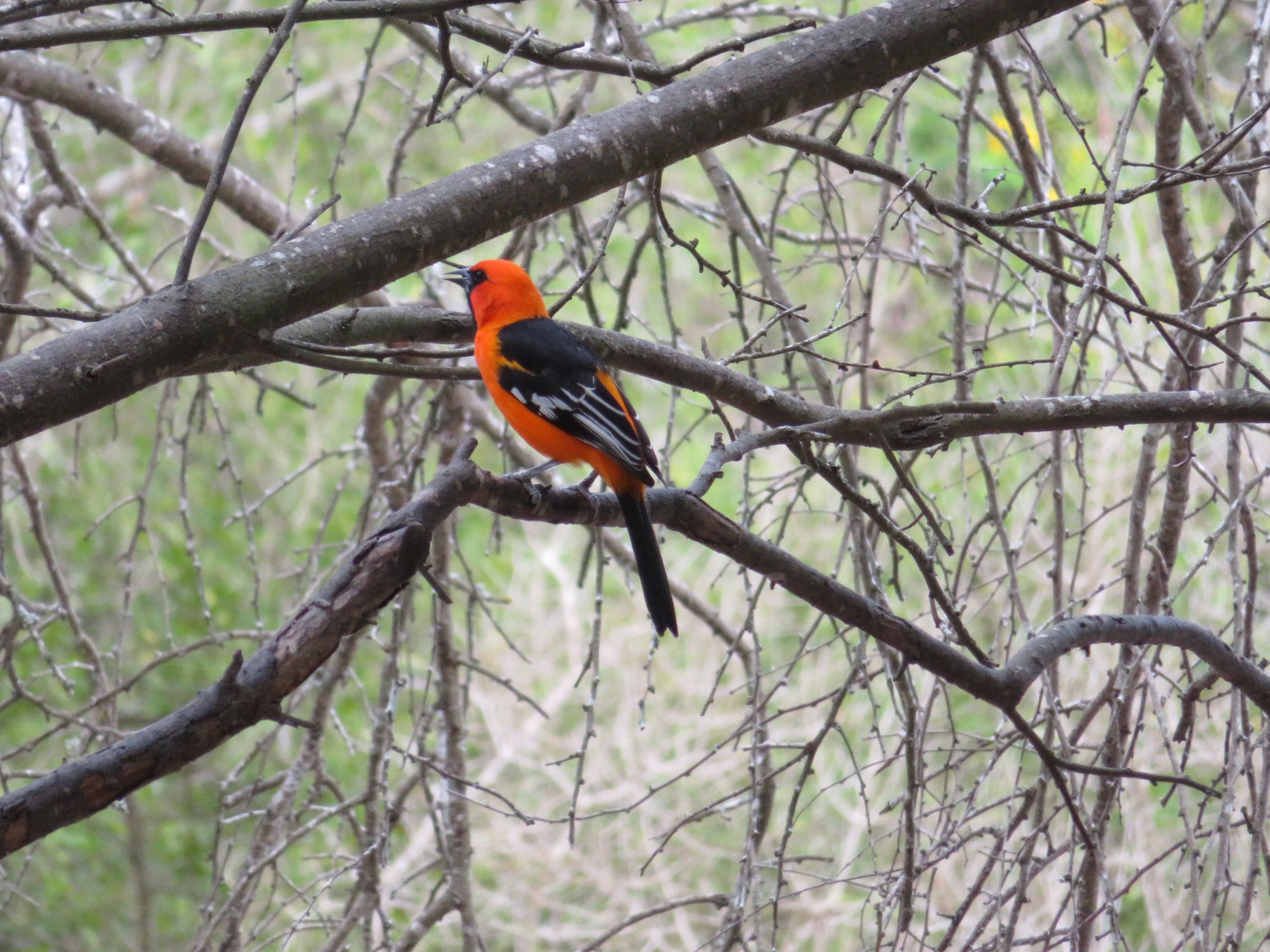 Birds of South Texas Bentsen Rio Grande State Park Fifth Wheel Follies!