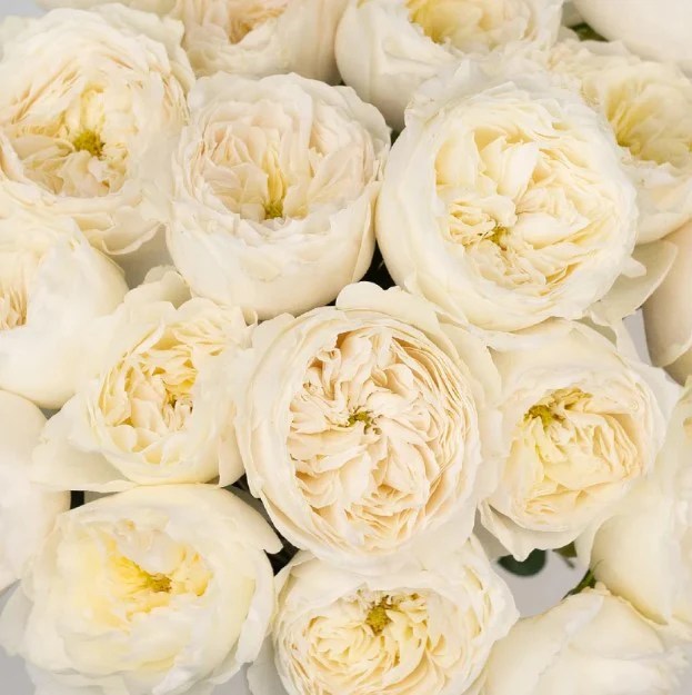 Wholesale Garden Roses in Bulk FiftyFlowers