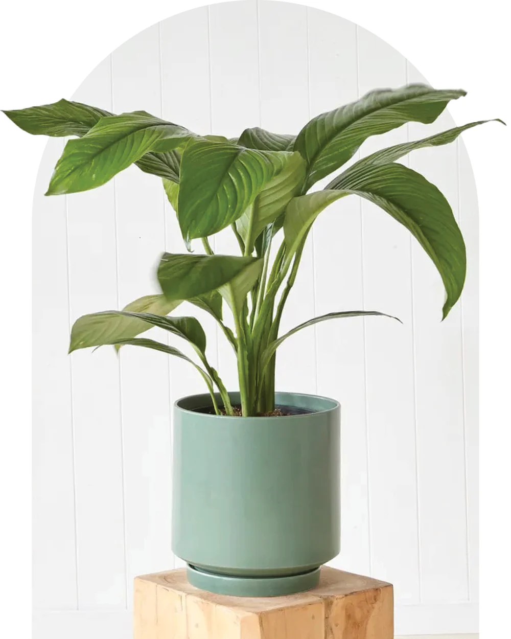 Flower Delivery Sydney Best Florist Sydney Fig & Bloom