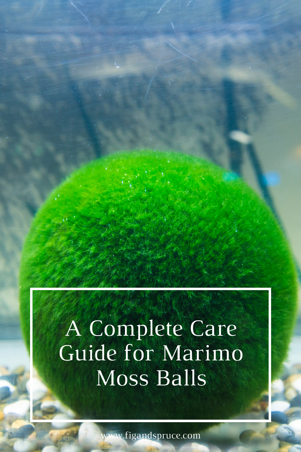 How to Care for a Marimo Moss Ball Fig & Spruce