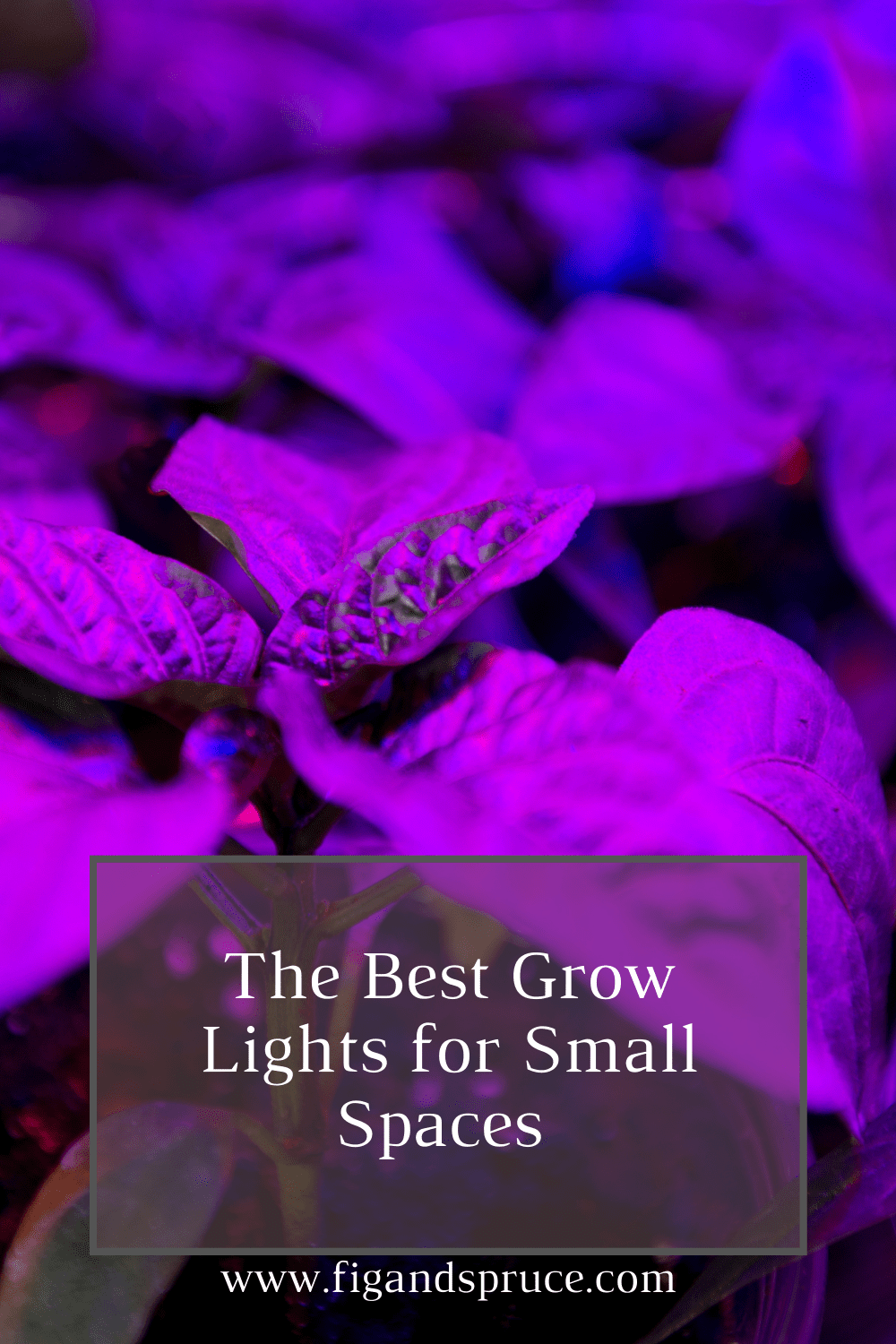 Best Grow Lights for Small Spaces in 2021 Fig & Spruce