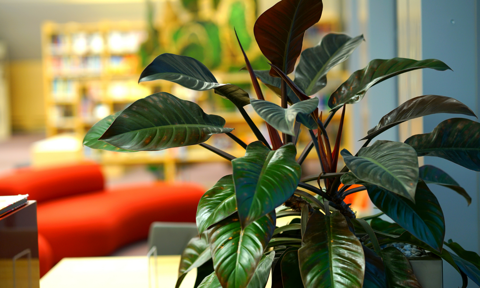 6 Types of Indoor Plants that Clean Air and Remove Toxins Fig & Spruce