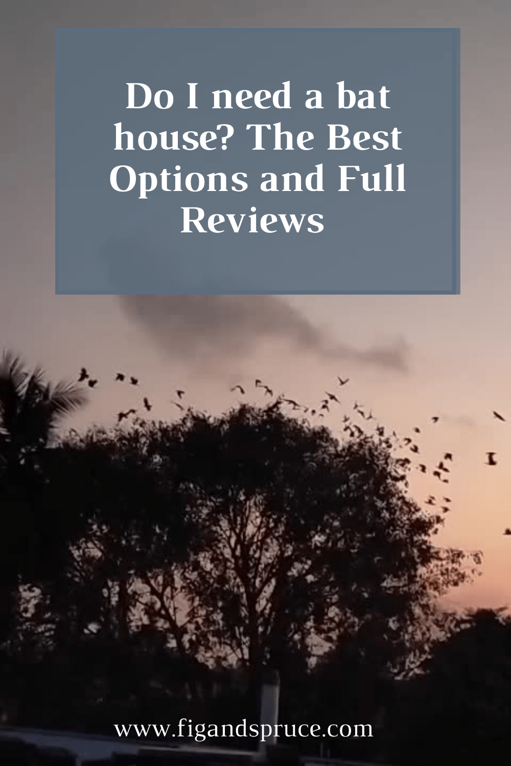 Do I need a Bat House? A Full Comparison of the Best Bat House Options