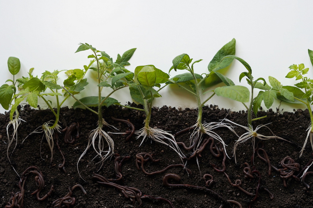 Earthworms in Container Gardening The Essential Facts Fig & Spruce