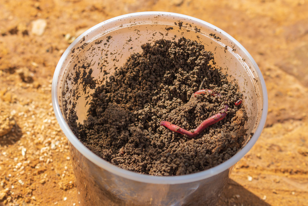Earthworms in Container Gardening The Essential Facts Fig & Spruce