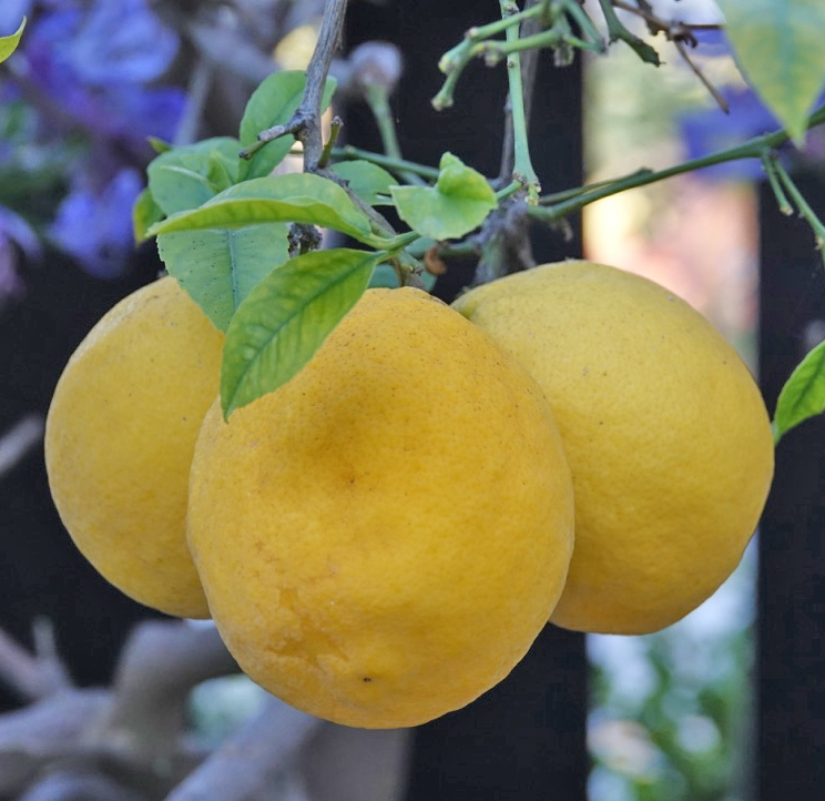 Lunch…Garden Style! Fig and Twigs