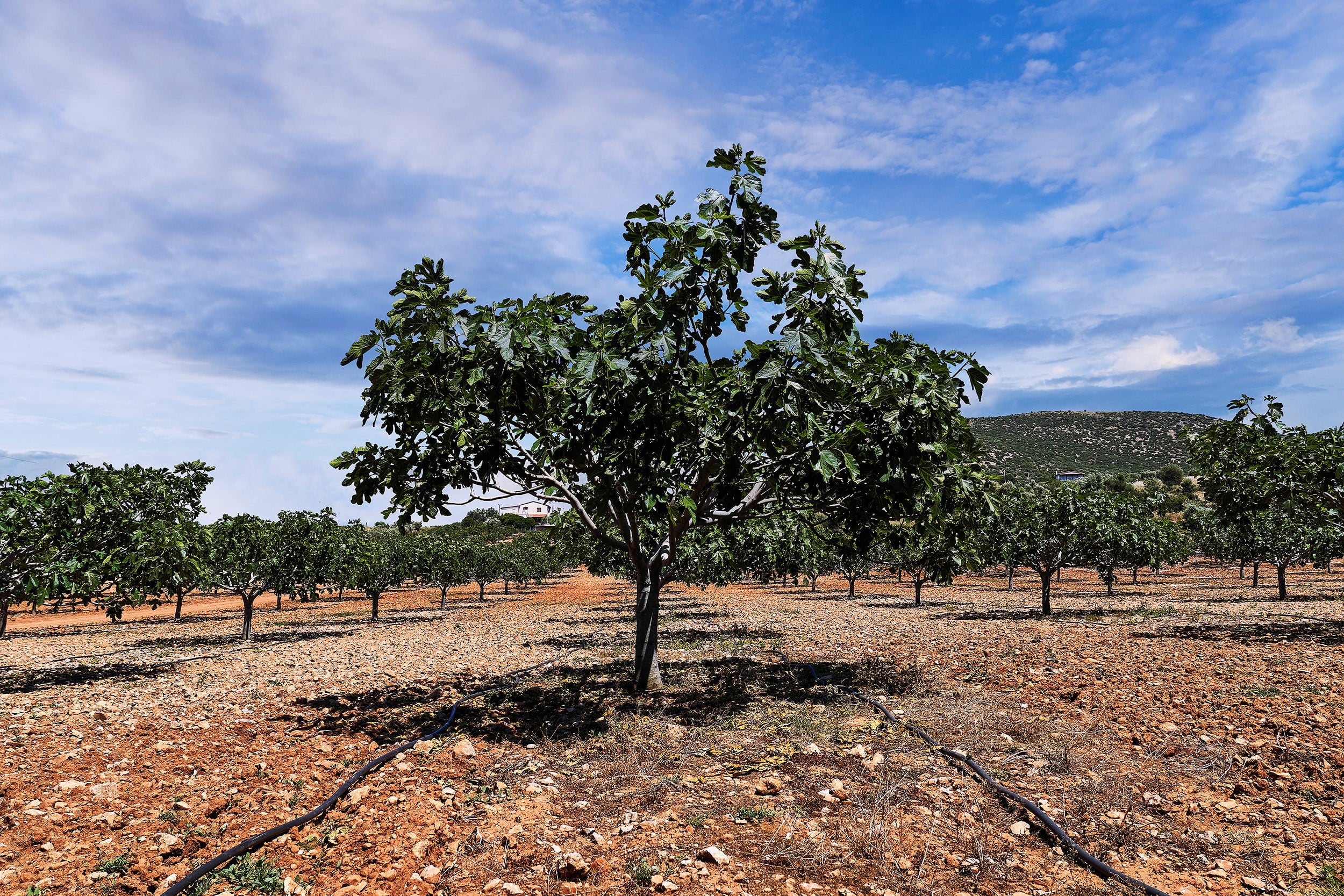 FIG ORCHARDS FIG FARMERS
