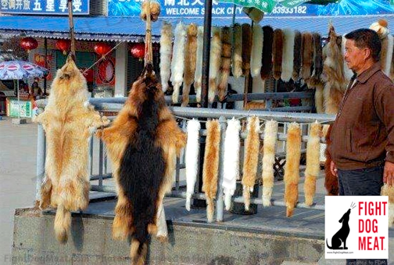 Canada Dog and Cat Fur Sold, Linked To China's Dog Meat
