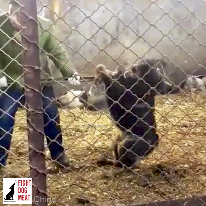 China Where Are The Most Dog Slaughterhouses In China