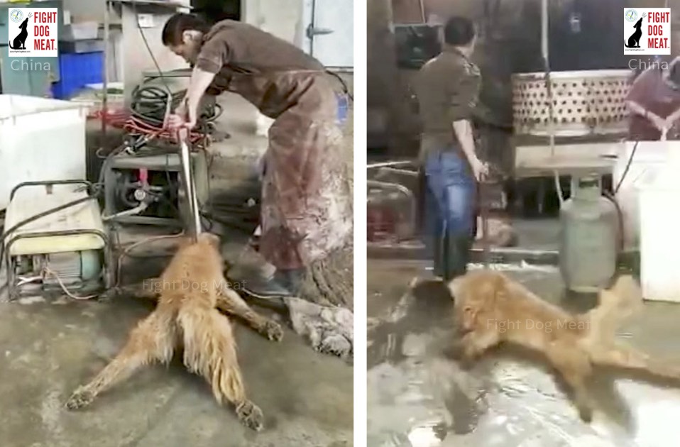 China Sichuan Slaughterhouse Exposed Fight Dog Meat