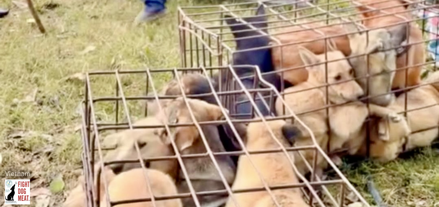 Vietnam Loading Dogs & Cats Fight Dog Meat