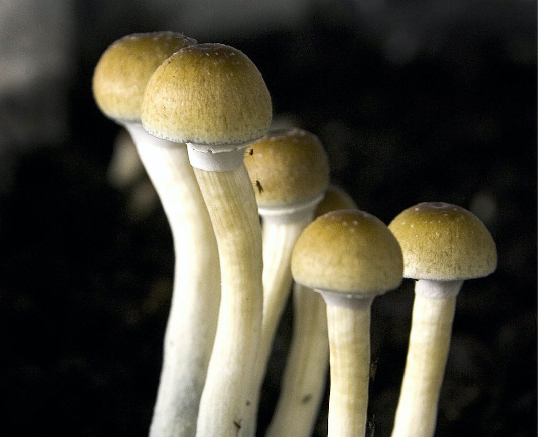 Some veterans hope Oregon will legalize psychedelic mushrooms for