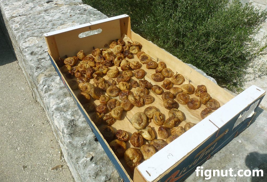 How to Dry Figs Sundrying method FigNut