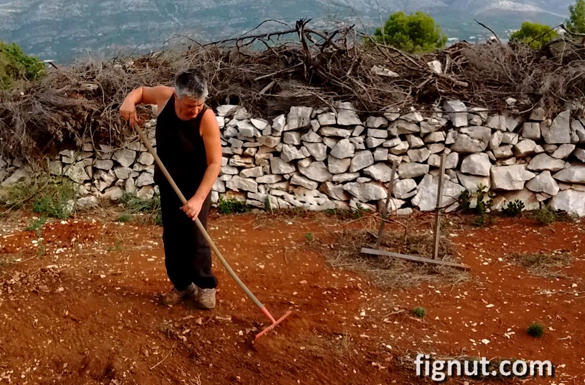 How to Plant a Potted Fig Tree in the Ground FigNut