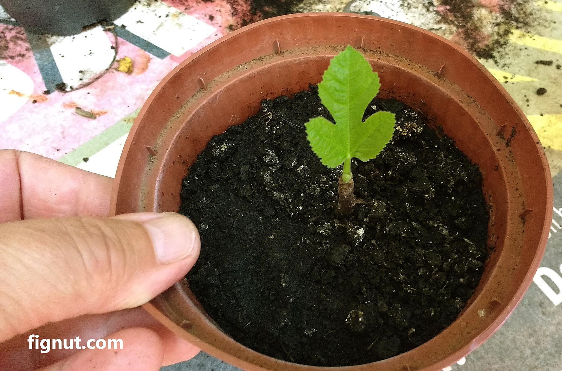 How To Start A Fig Tree From A Cutting Rooting Figs FigNut