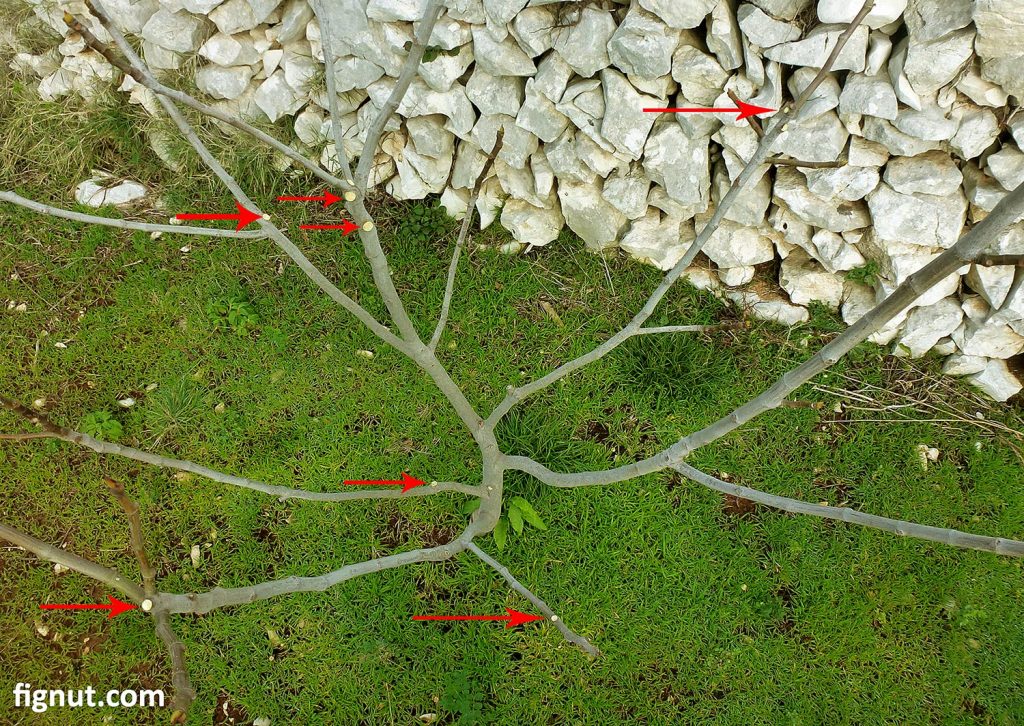 pruning fig trees in summer