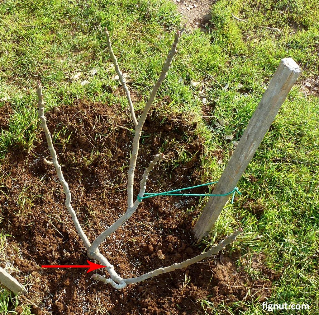pruning fig trees in summer