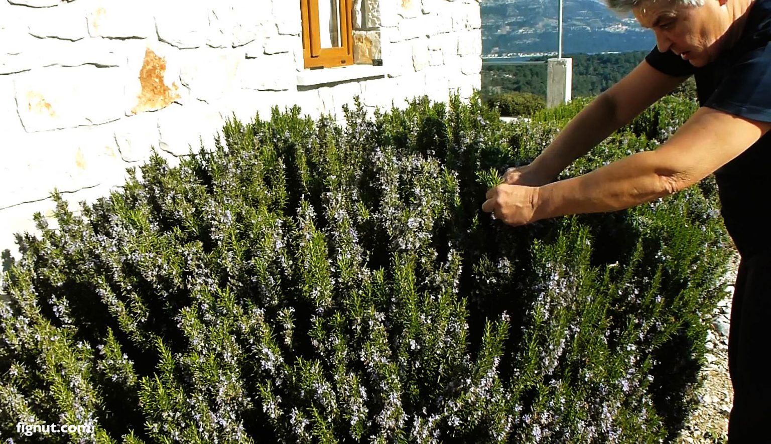 How to Prune Rosemary (with Photos & Video) FigNut
