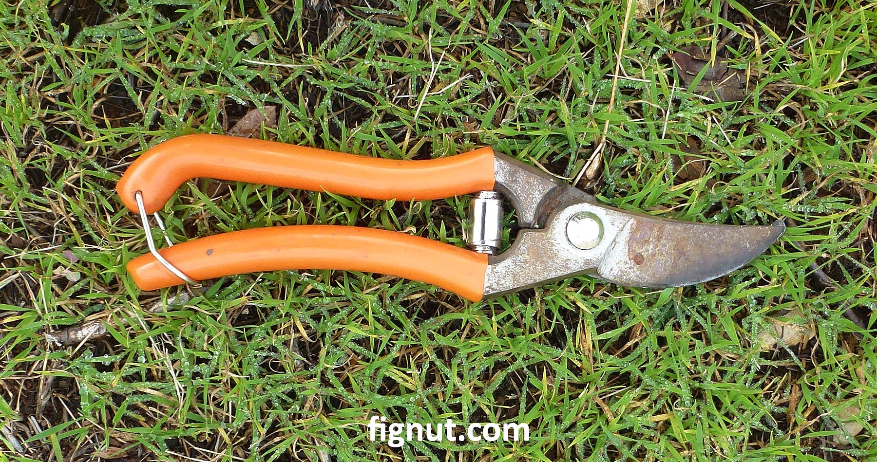 How to Prune Lavender Plant, Bush, Summer and Winter Pruning FigNut