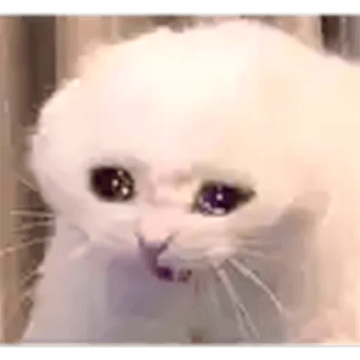 Figurinhas Gatos Chorando Figurinhas Para WhatsApp